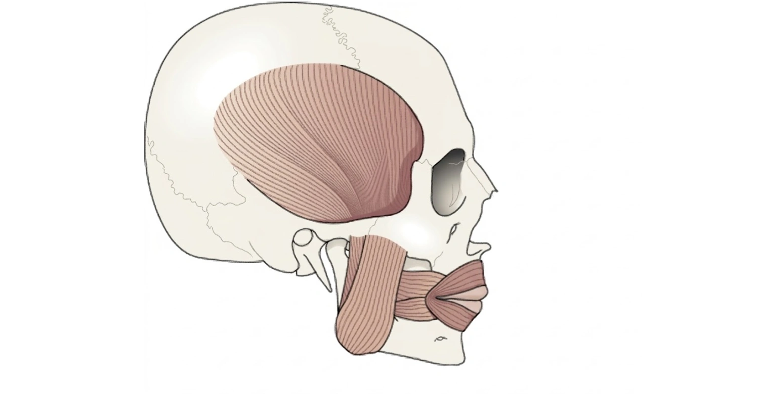 mastication 2